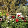 Rose Gardens Holiday Village Girne Lapta 