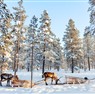 Lapland Turu / Kuzey Finlandiya THY ile