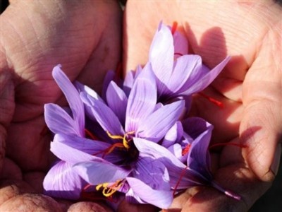 Safranbolu Safran Çiçeği Hasadı Turu / 1 Gece Otel Konaklaması